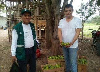 San Martín: inspección a campo de cultivo de limones para exportación