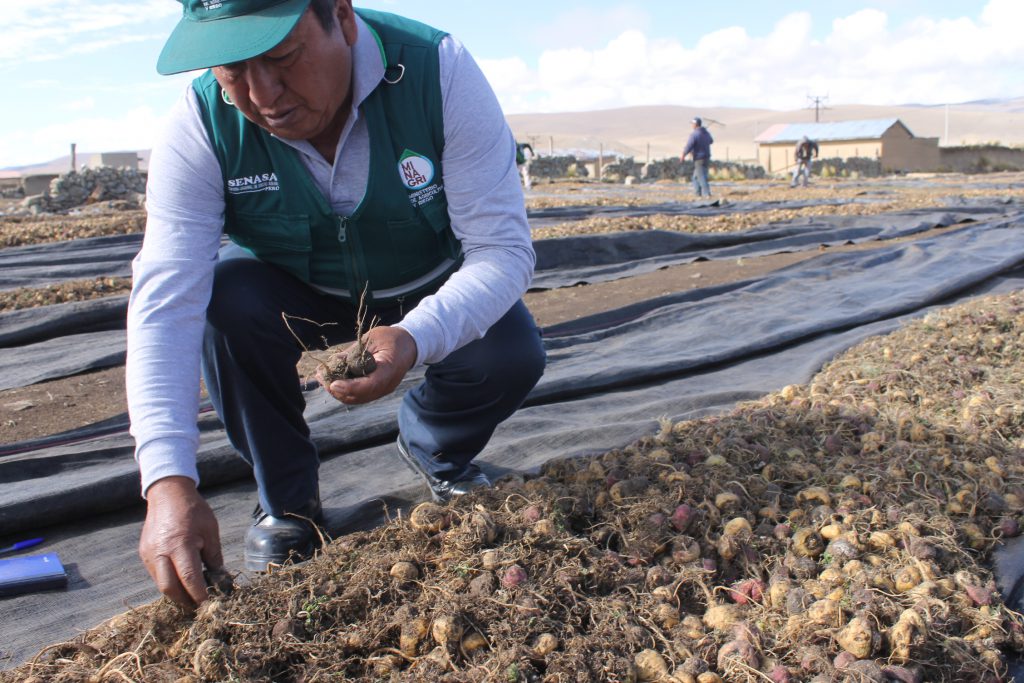 Evaluación de plagas en cultivo de maca