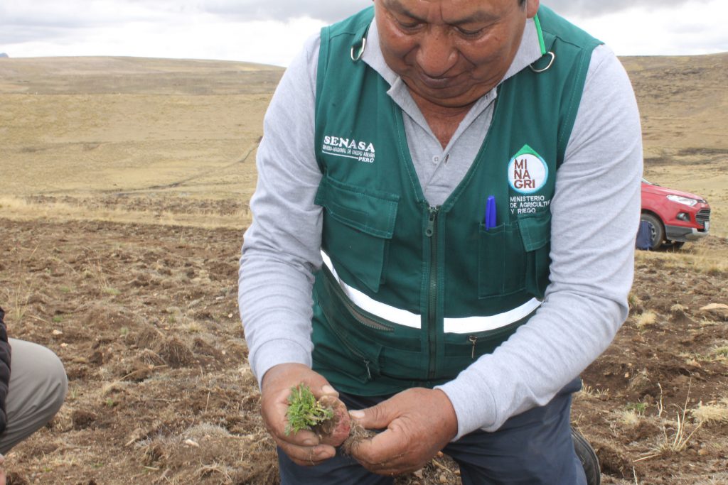 Evaluación de plagas en cultivo de maca