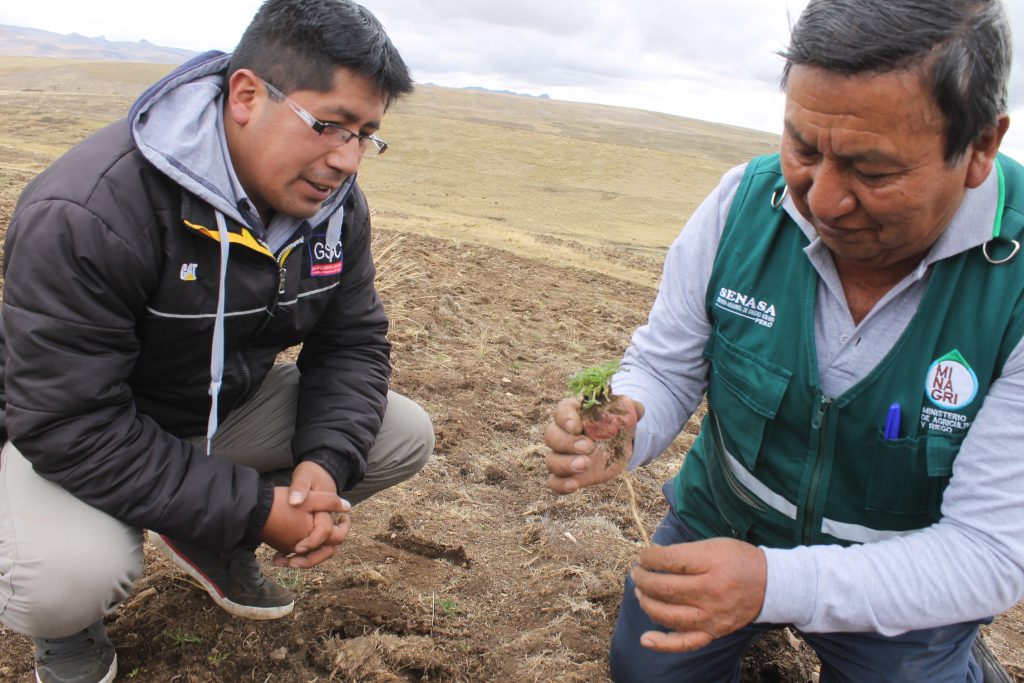 Evaluación de plagas en cultivo de maca