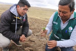 Evaluación de plagas en cultivo de maca