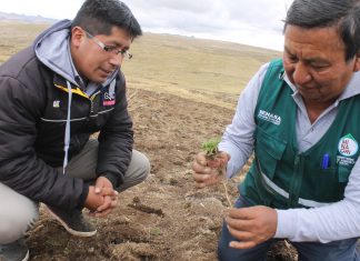 Junín: Senasa evalúa presencia de plagas en predio piloto de cultivo de maca