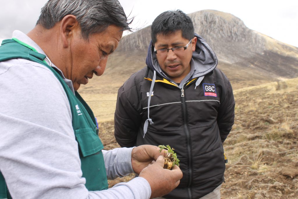 Evaluación de plagas en cultivo de maca