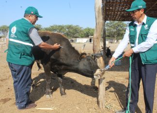 Lambayeque: Senasa anuncia la II fase de vacunación contra Ántrax y Carbunco Sintomático