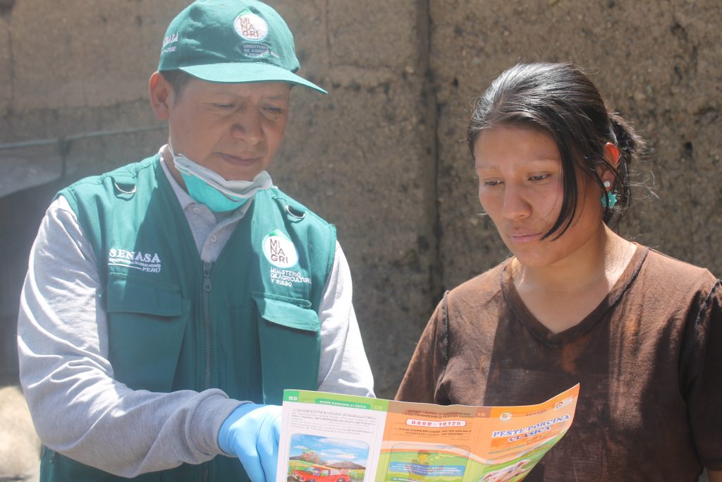 Vacunación contra la preste porcina clásica en Junín