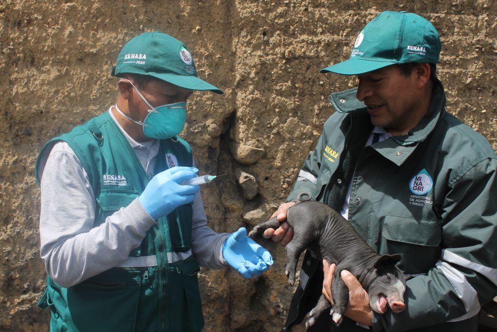 Vacunación contra la preste porcina clásica en Junín