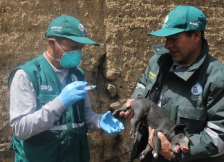 Junín: campaña de vacunación contra la peste porcina clásica en San Pedro de Saño
