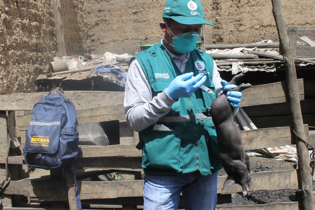 Vacunación contra la preste porcina clásica en Junín