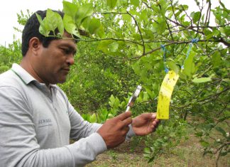 Tumbes: SENASA refuerza vigilancia para detección de plaga que afecta a los cítricos