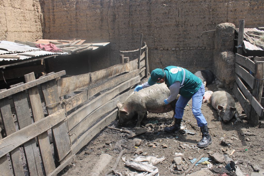 Vacunación contra la preste porcina clásica en Junín