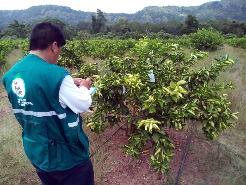 Senasa - Inspección de cultivo de limón