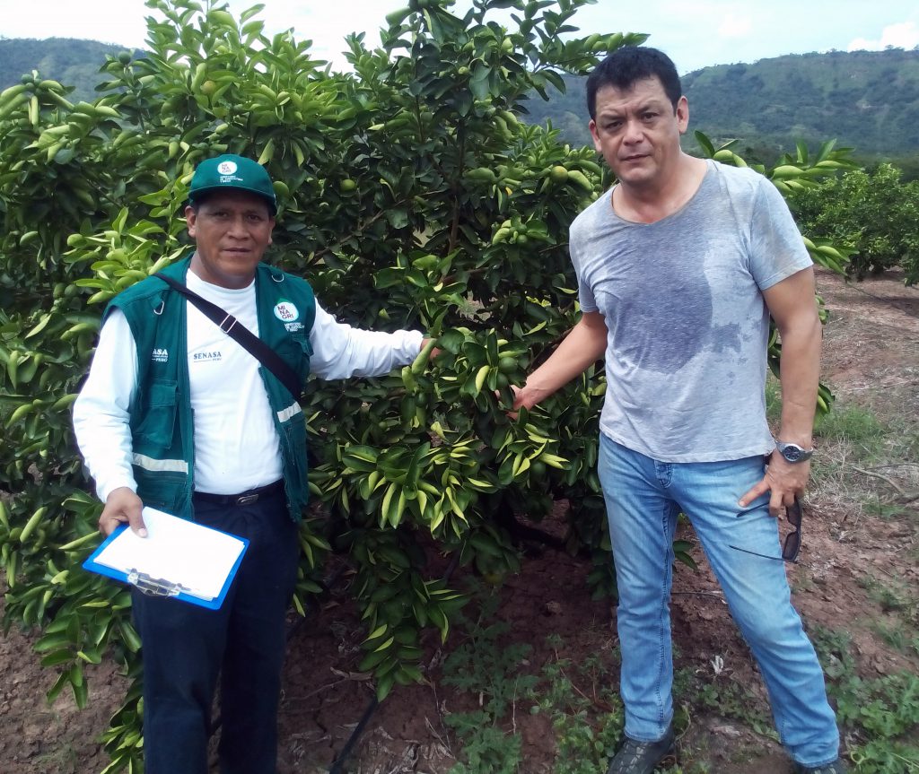 Senasa - Inspección de cultivo de limón