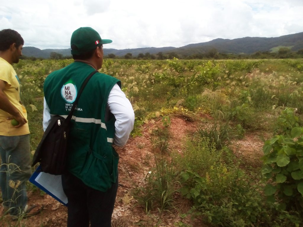 Senasa - Inspección de cultivo de limón