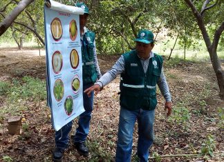 Tumbes: capacitación a pequeños productores de limón, mango y plátanos