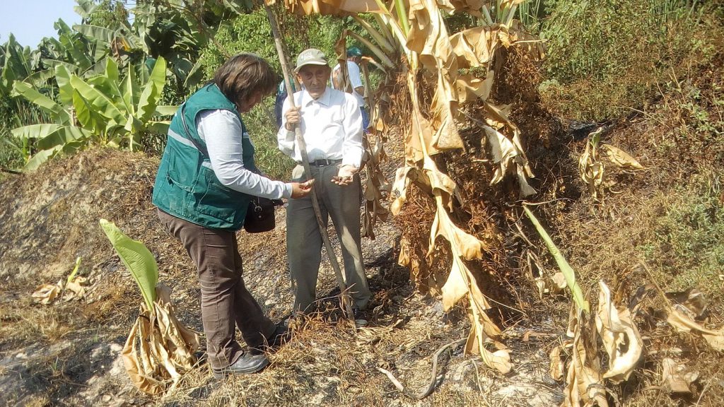 Prospección de caracol gigante africano en Piura