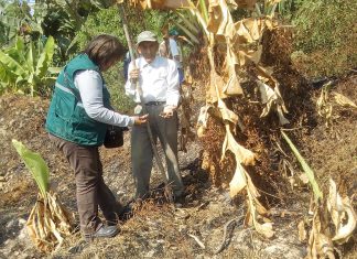 Senasa en las regiones