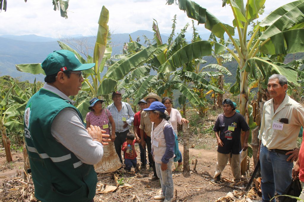 MIP Plátano en Junín - Senasa