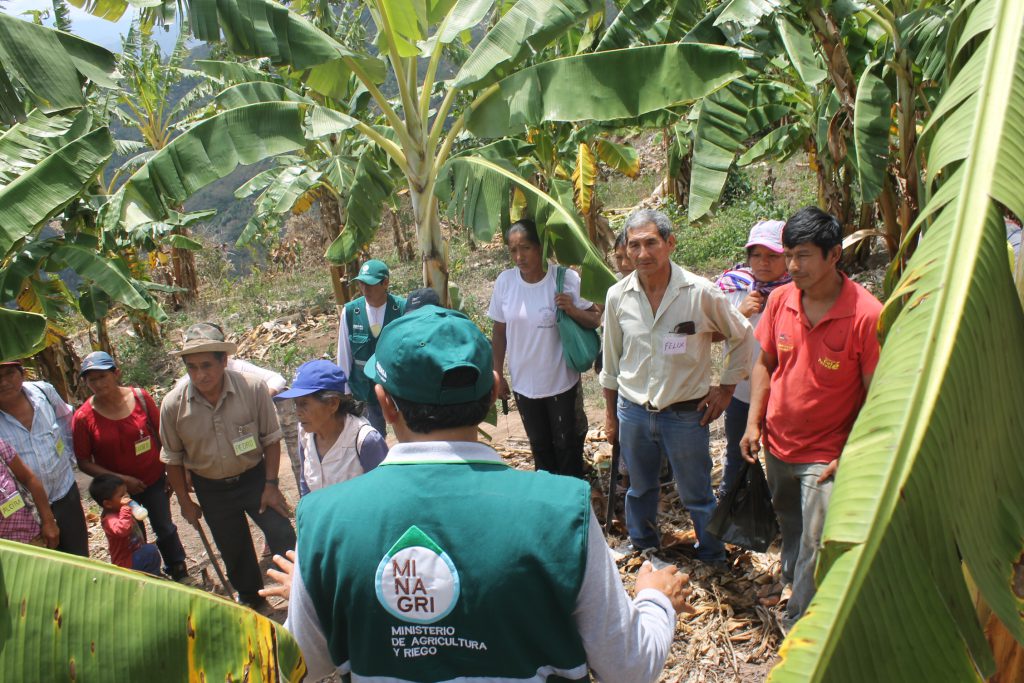 MIP Plátano en Junín - Senasa