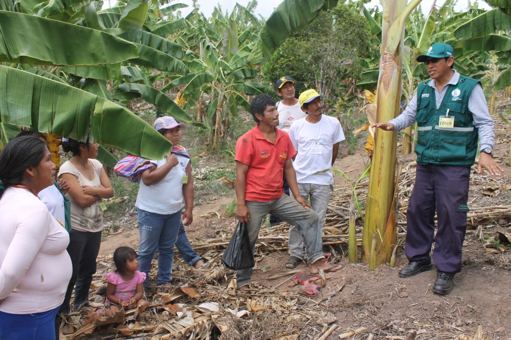 MIP Plátano en Junín - Senasa