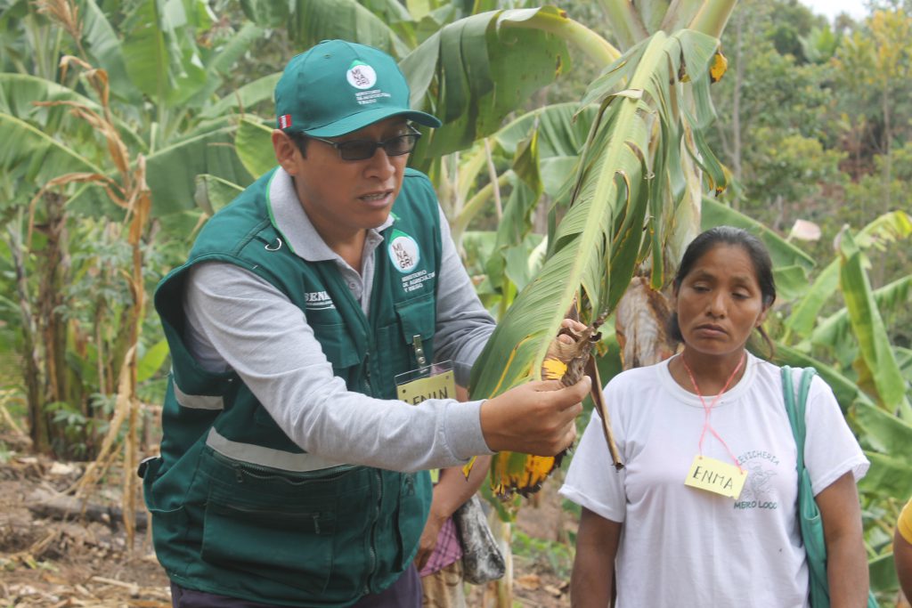 MIP Plátano en Junín - Senasa