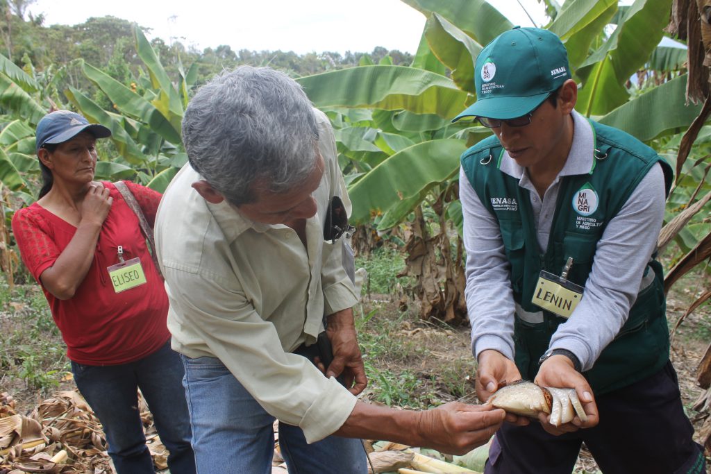 MIP Plátano en Junín - Senasa