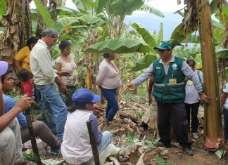 Junín: Senasa prepara a agricultores de comunidad nativa en el control de plagas del plátano