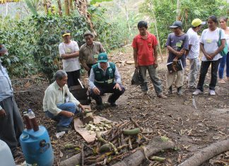 Junín: SENASA orienta a agricultores de comunidad nativa en el control de plagas del plátano