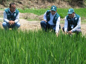 Senasa - Supervisión del cultivo de arroz en Tumbes 