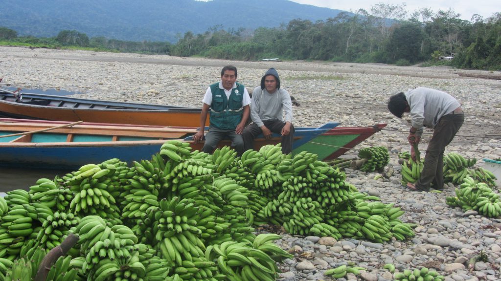 Vigilancia fitosanitaria