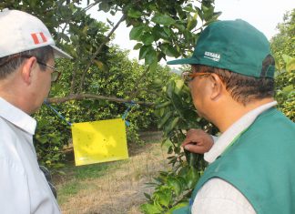Junín: tercer simulacro de contención de HLB