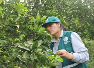 Senasa ejecuta simulacro de contención del HLB en Selva Central