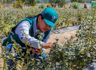 Áncash: Producción de arándanos crece con apoyo del Senasa
