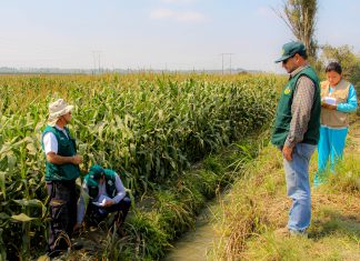 Áncash: SENASA y productores coordinan acciones para el control de roedores