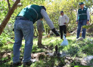 Arequipa: Se reduce índice de infestación de plaga de roedores
