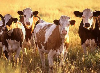 Senasa: Cada año se importan unas 250 mil pajillas de semen para mejora del ganado