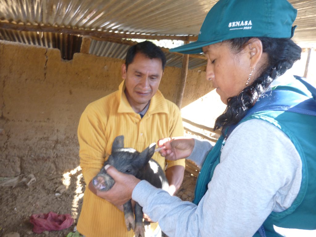 Senasa - Vacunación de Porcinos en Huánuco