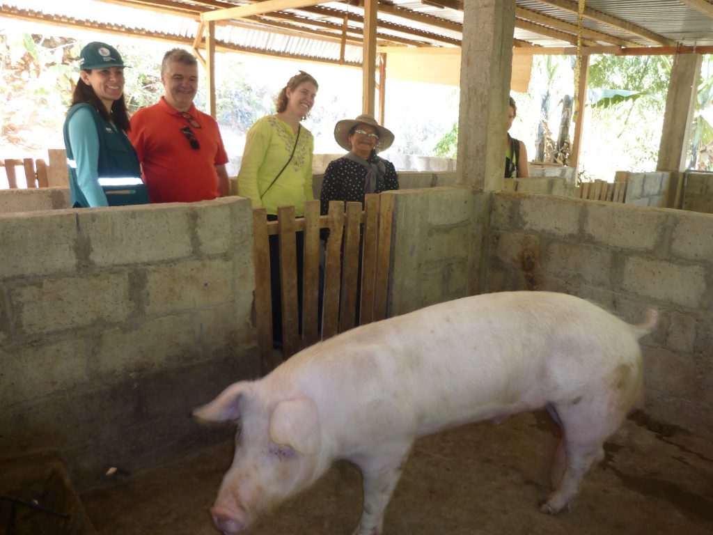 Senasa - Vacunación de Porcinos en Huánuco