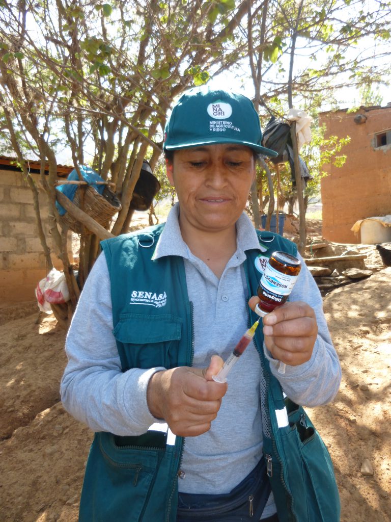Senasa - Vacunación de Porcinos en Huánuco