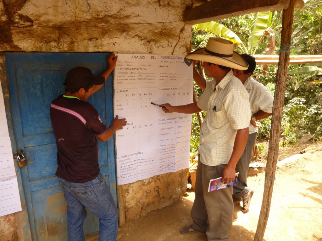 Escuelas de Campo de Agricultores del Senasa Piura
