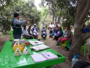 Senasa Piura - Moscas de la Fruta