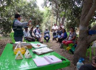 Piura: Pequeños productores comprometidos con reducir incidencia de moscas de la fruta