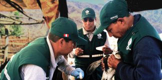 Huancavelica: Senasa evalúa situación sanitaria de ganado caprino