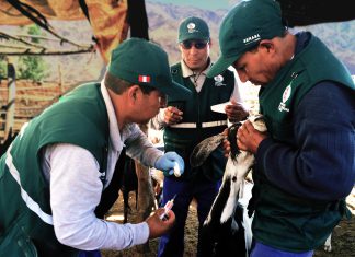 Huancavelica: Senasa evalúa situación sanitaria de ganado caprino