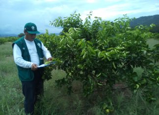 San Martín: SENASA inspeccionó zona de producción de limón con fines de exportación