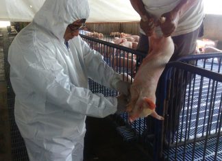 Junín: Senasa intensifica acciones sanitarias para erradicar peste porcina clásica