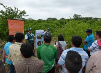 Tumbes: Senasa continúa con las capacitaciones sobre plaga que afecta a los cítricos