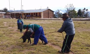 Senasa - Vacunación Cotabambas