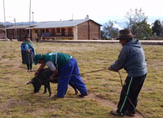 Apurímac: Senasa vacuna a cerca de 1600 cerdos contra peste porcina en la provincia de Cotabambas