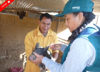 Ayacucho: SENASA vacuna a ganado bovino en comunidad de Taca