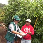 Vigilancia Fitosanitaria – Fundo Las Palmeras – Paltas Hass – Registrando datos del trabajo efectuado